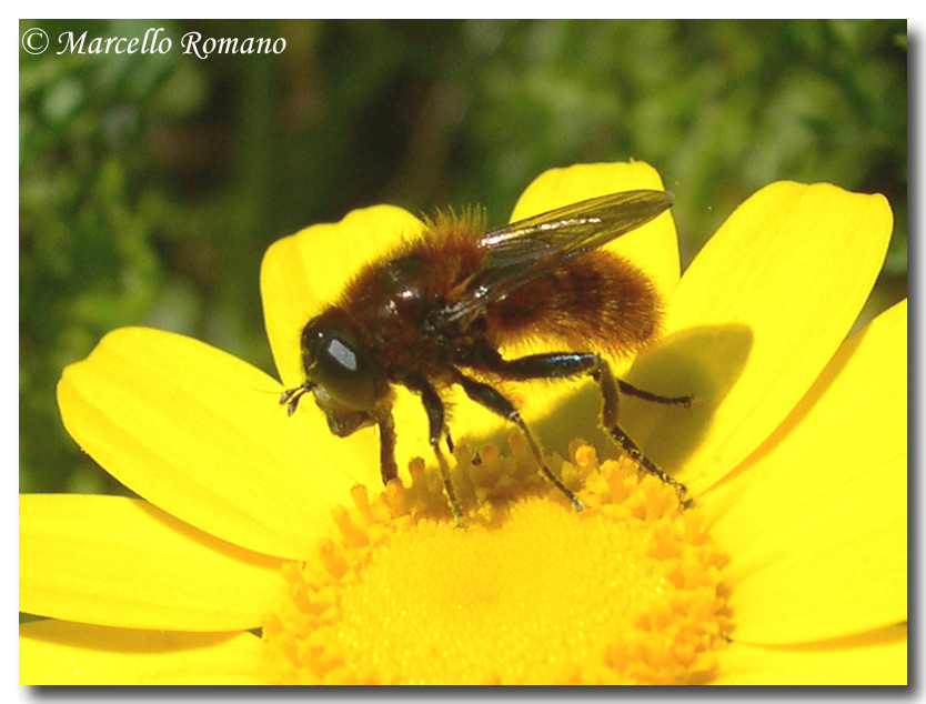 Un imitatore d''eccezione: Platynochaetus sp (Syrphidae)